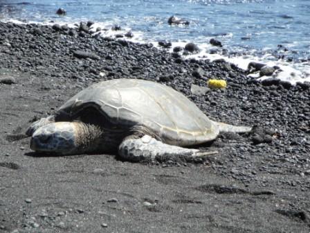 Hawaii Turtle Big Island